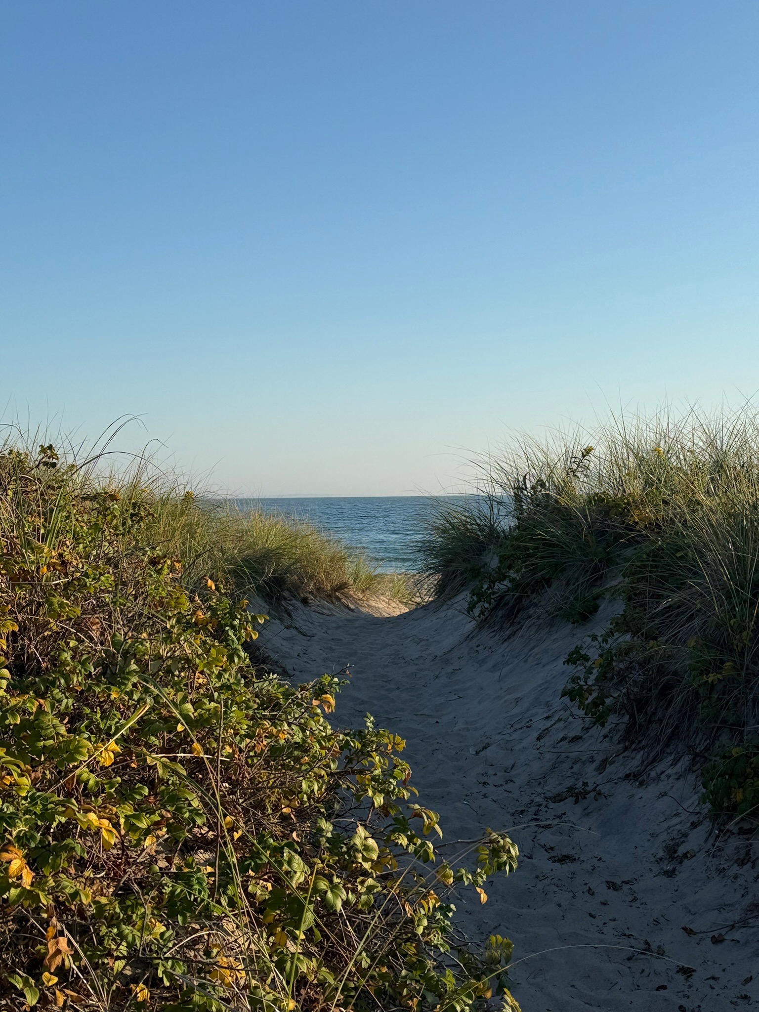 A sandy path between dune grasses leading toward the ocean.